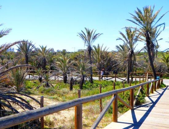 شقة للبيع في Guardamar Playa (Guardamar del Segura)