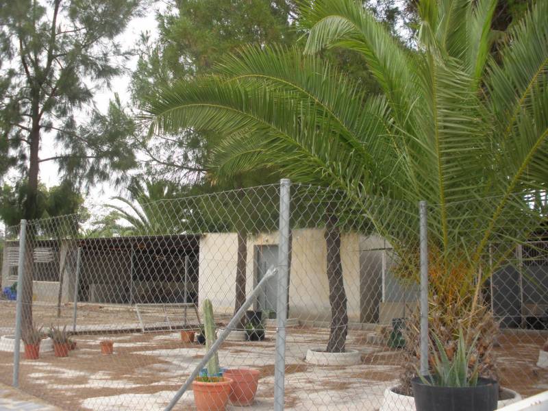 Chalet independiente de lujo en suelo urbanizable Elche ( Alicante)